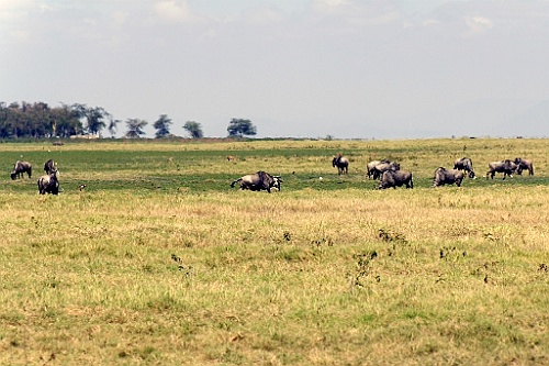 Kenia (157)